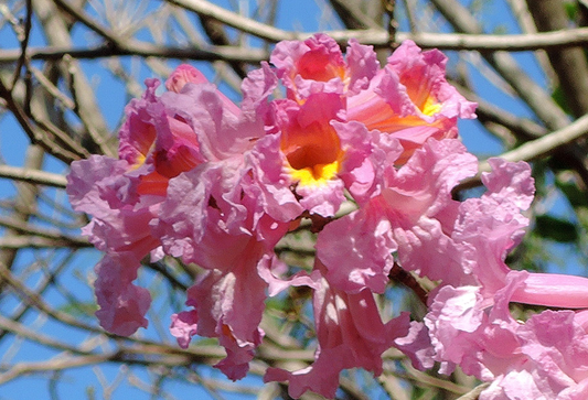 Lapacho Rosado P