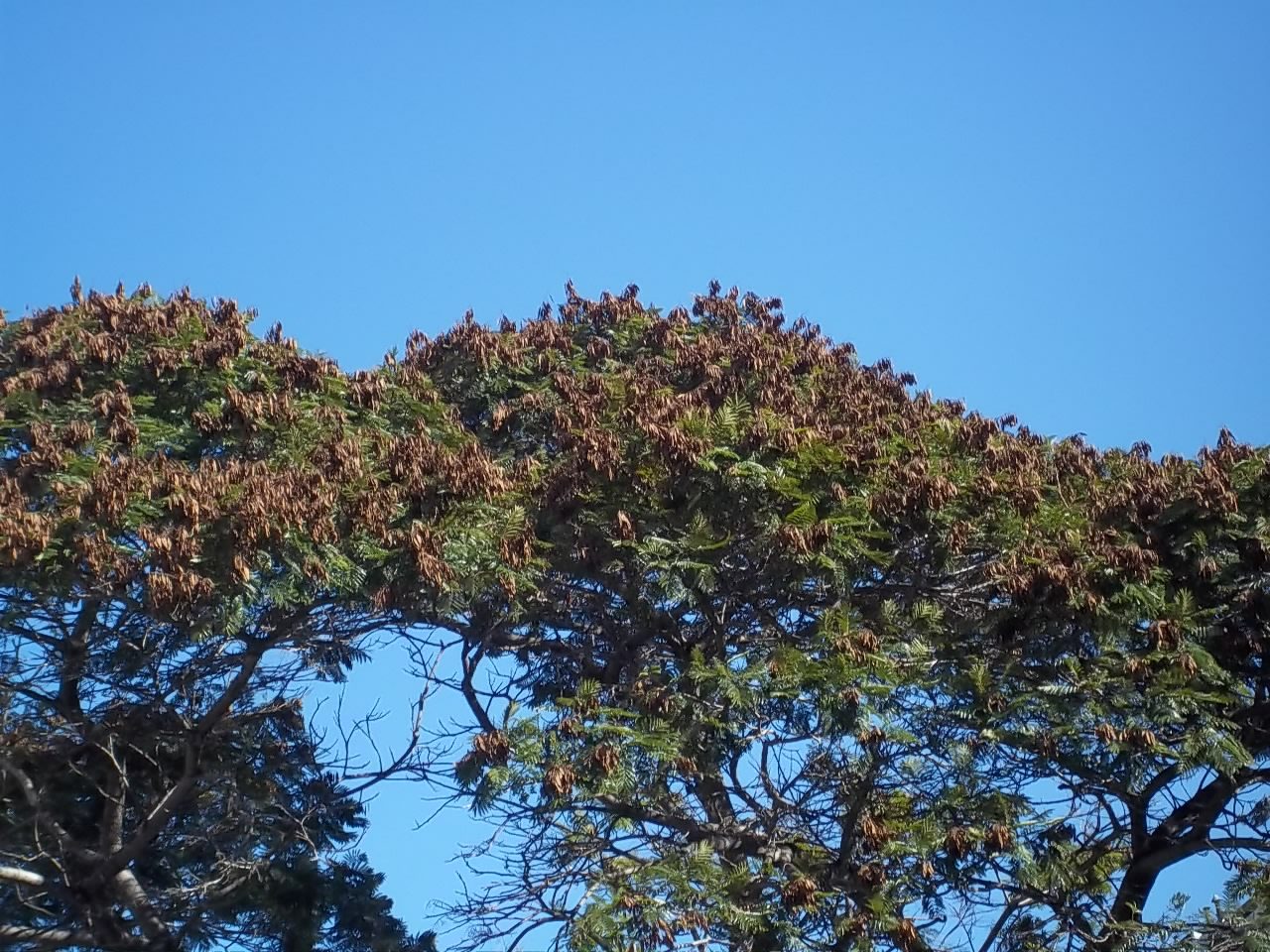 El Yvyrapytã, planta de Pomelero