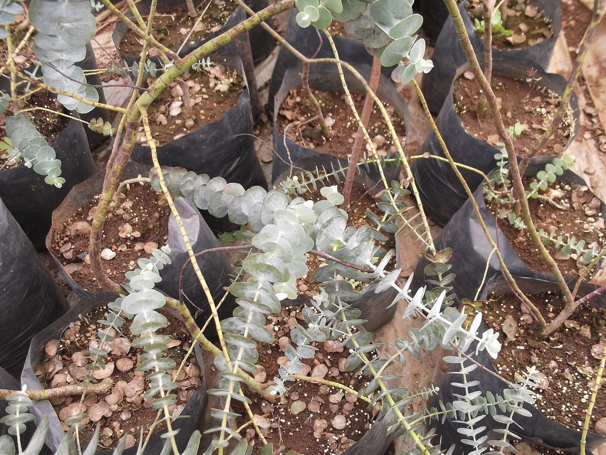 Eucalipto Mentolado, planta de Pomelero