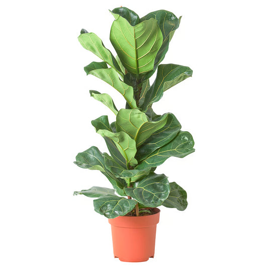 Fycus Lyrata P
