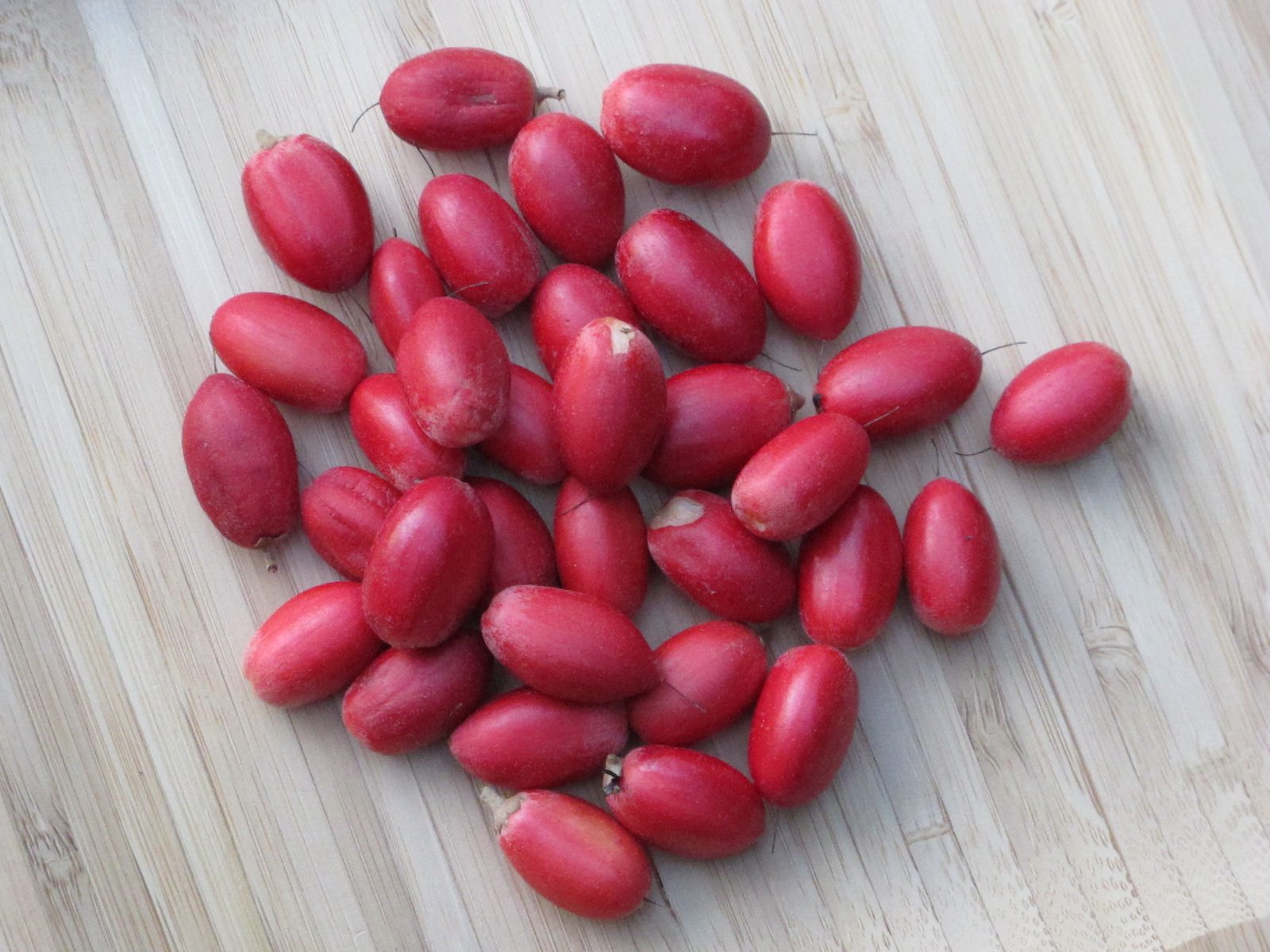 Fruta Milagrosa, planta de Pomelero