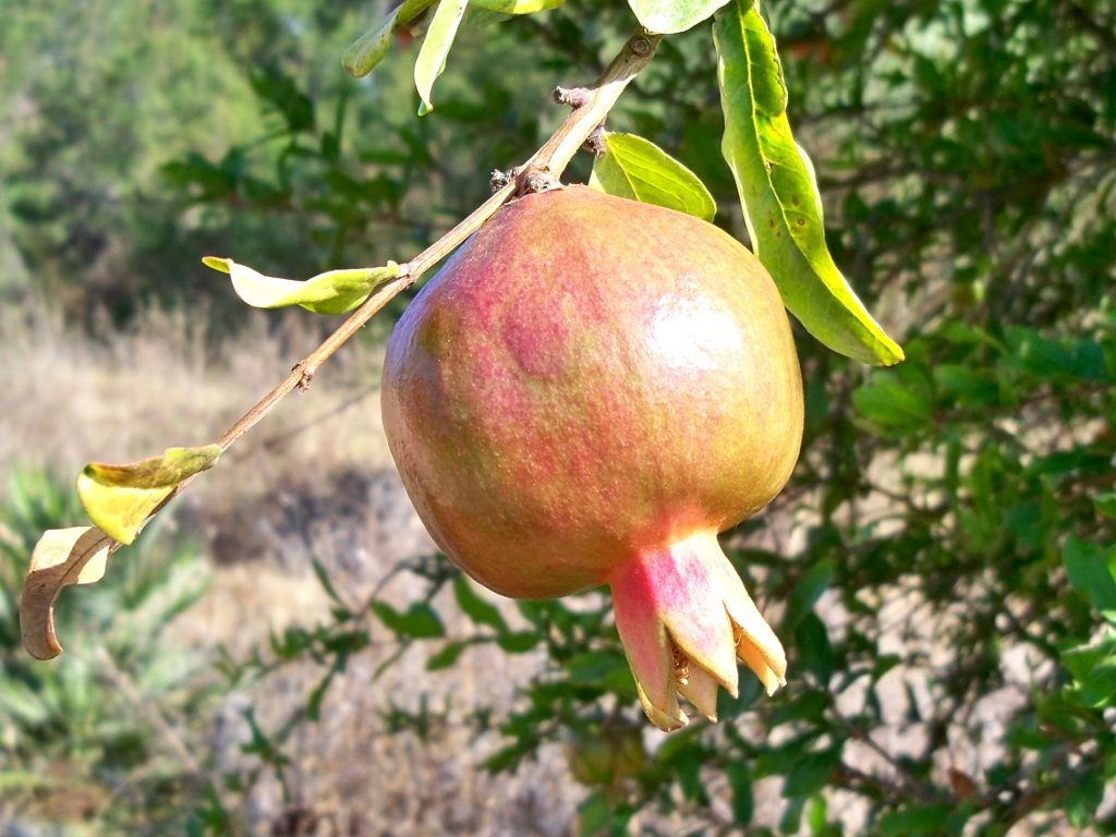 Granada, planta de Pomelero