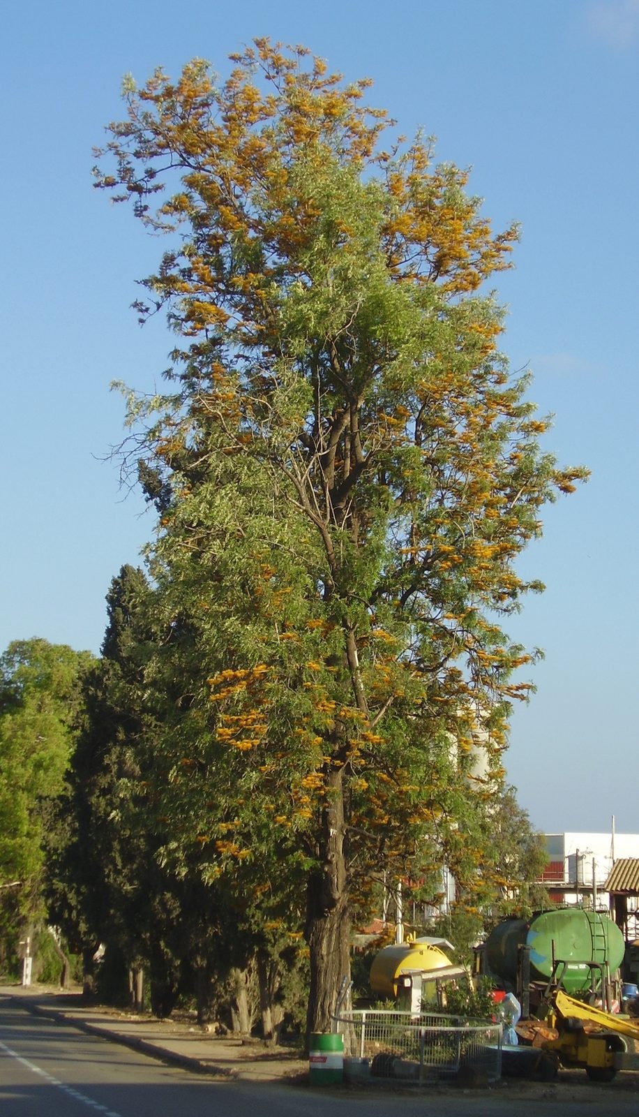 Grevillea, planta de Pomelero