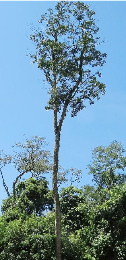 Guatambú, planta de Pomelero