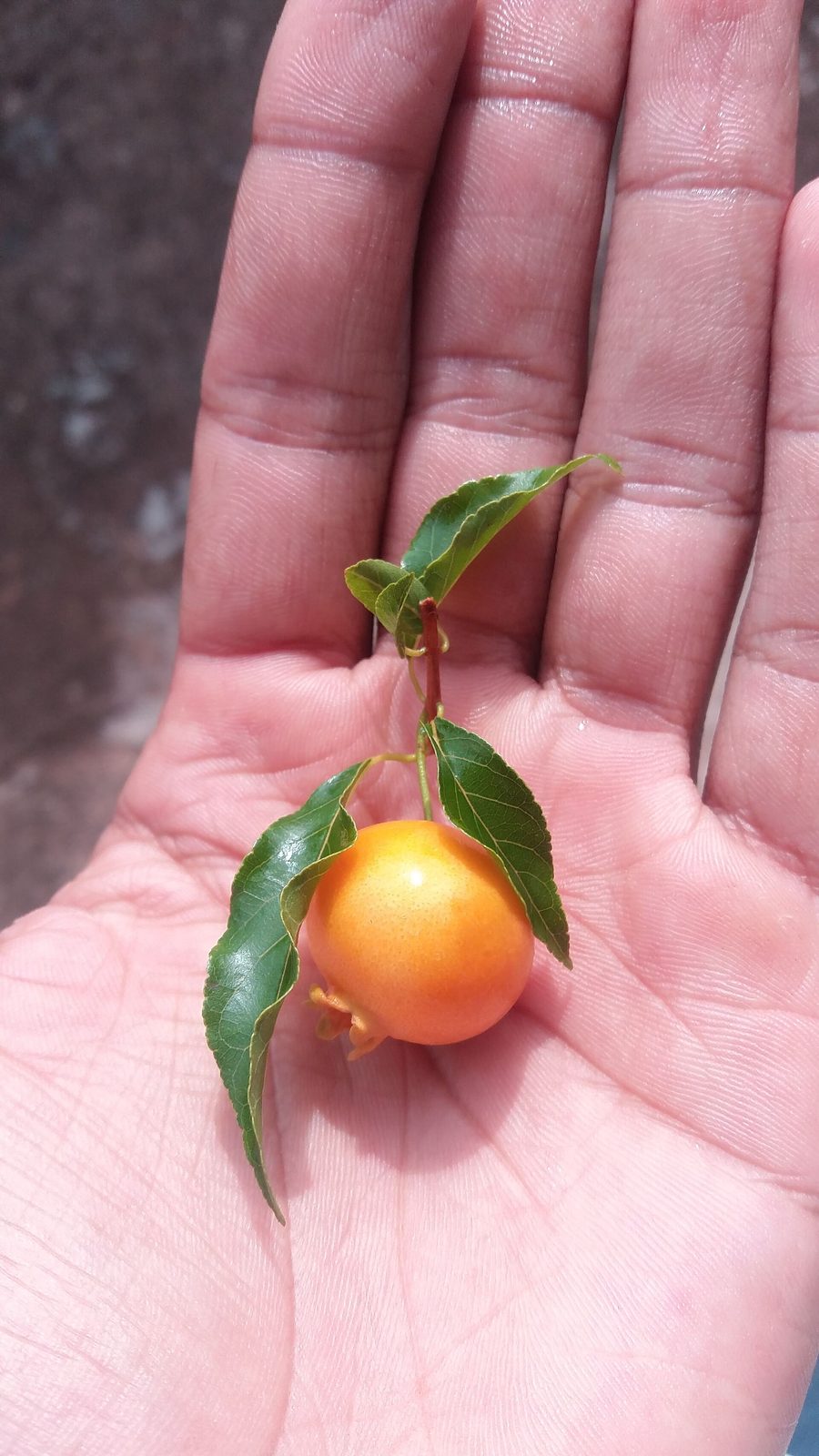 Guavira, planta de Pomelero