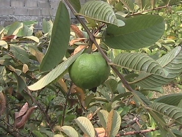 Guayaba Tailandesa, planta de Pomelero