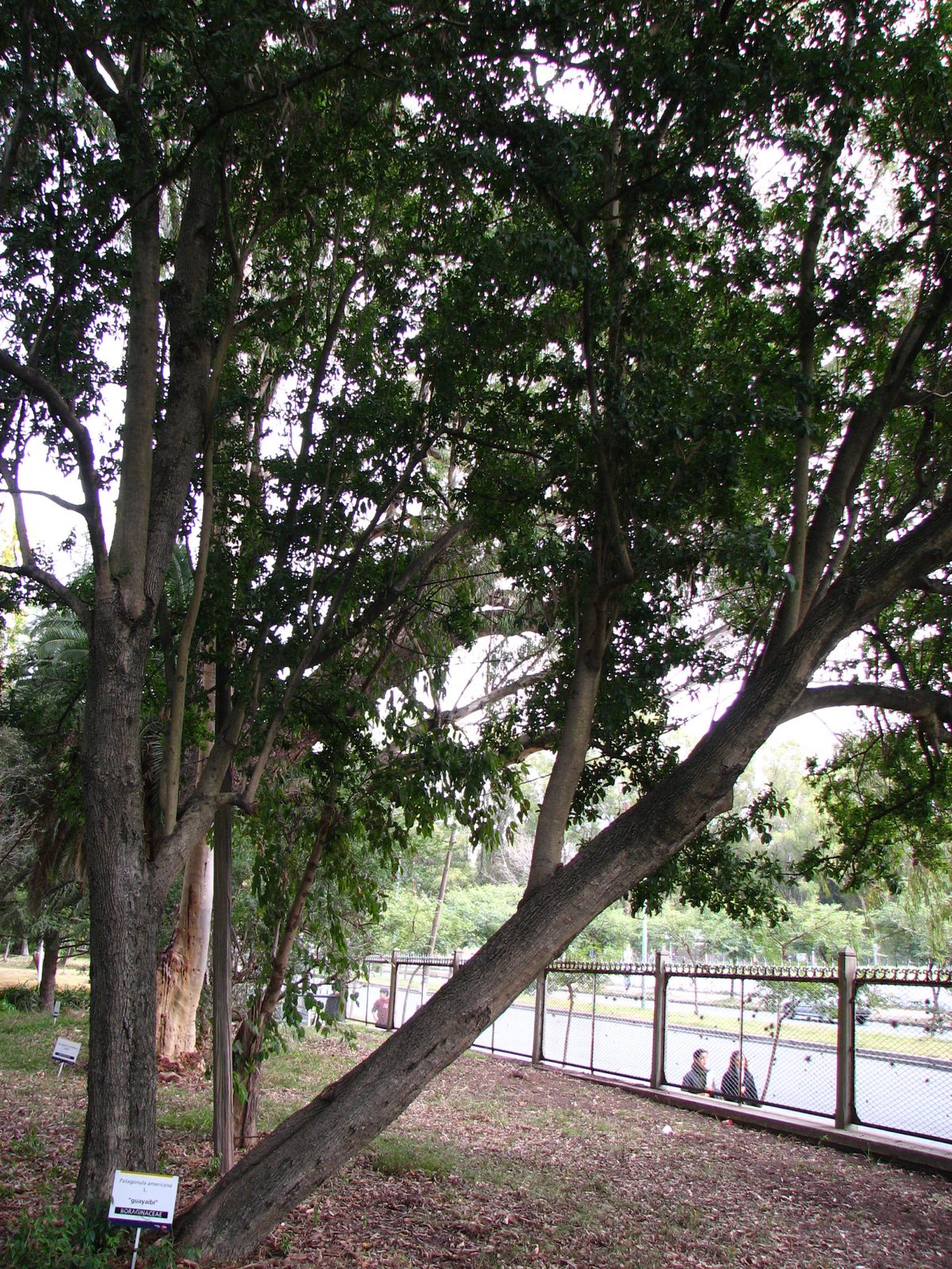 Guayaibí, planta de Pomelero