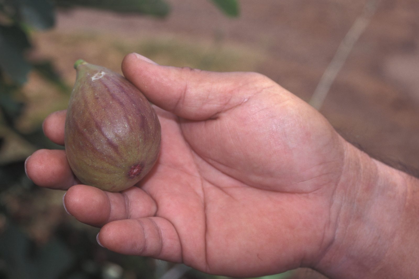 Higo Blanco, planta de Pomelero