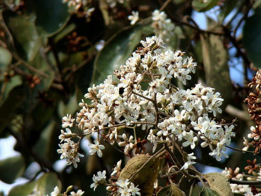 Árbol de Peterevy G