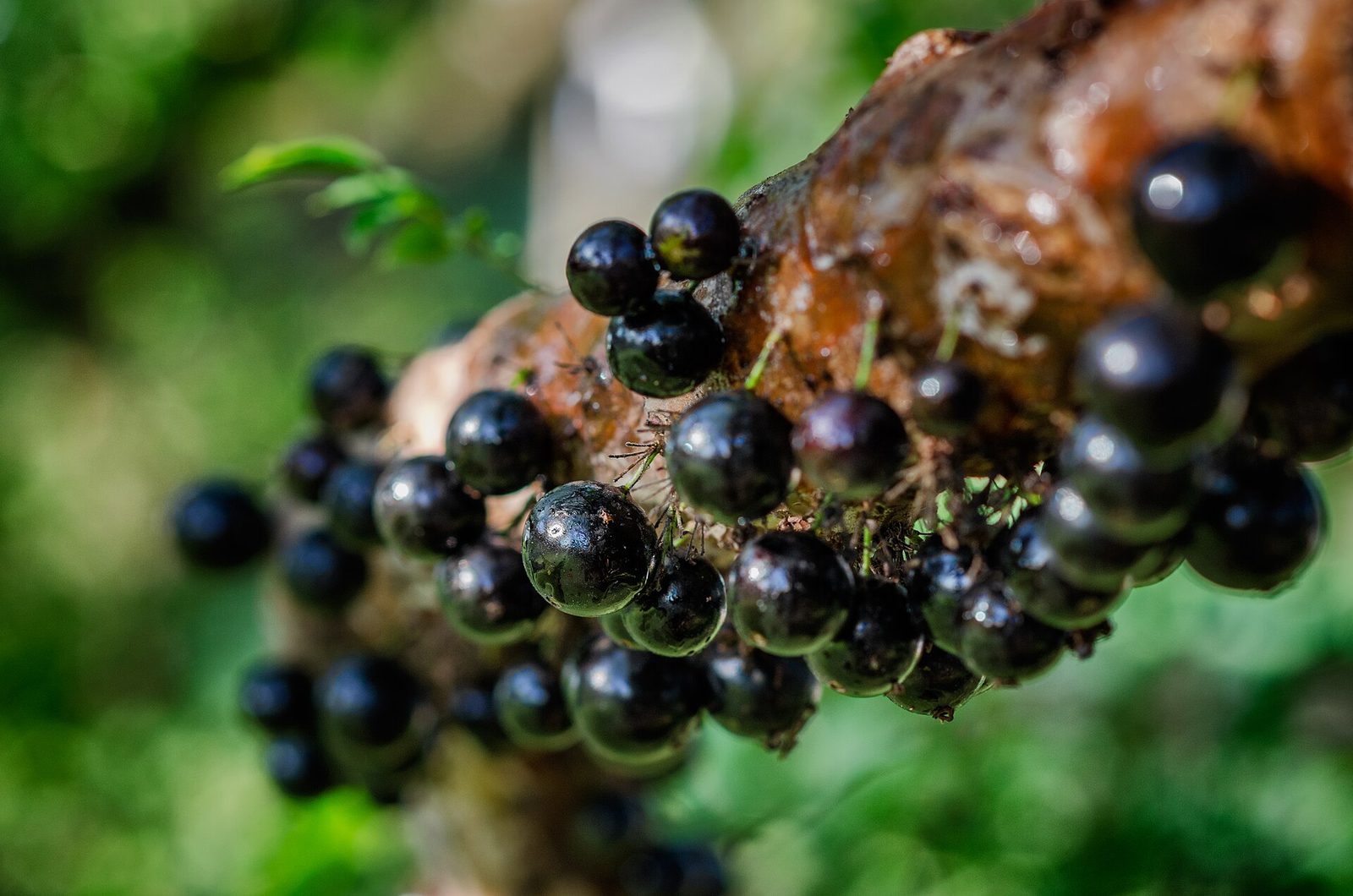 Jabuticaba Hibrida, planta de Pomelero