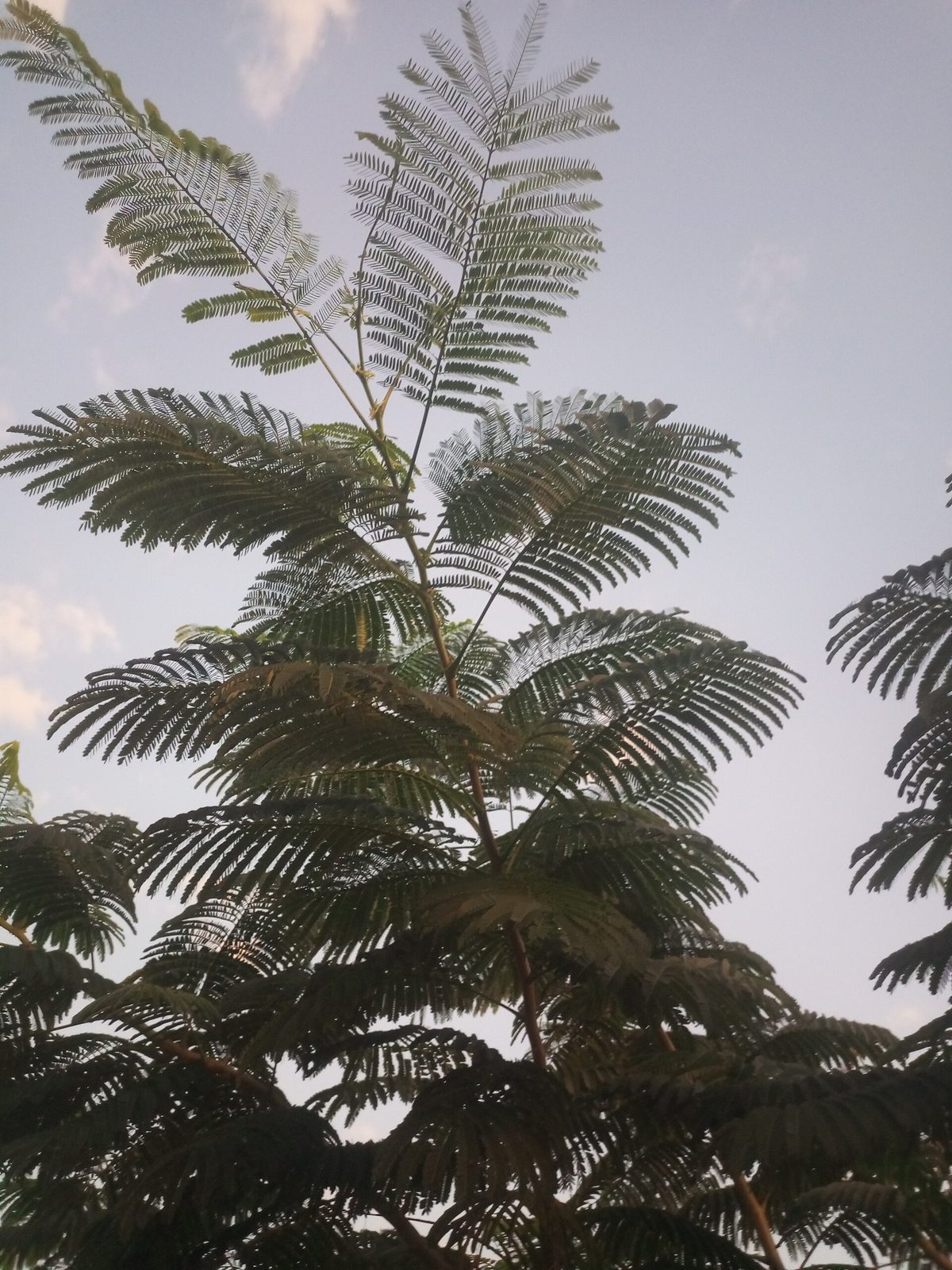 Jacaranda, planta de Pomelero