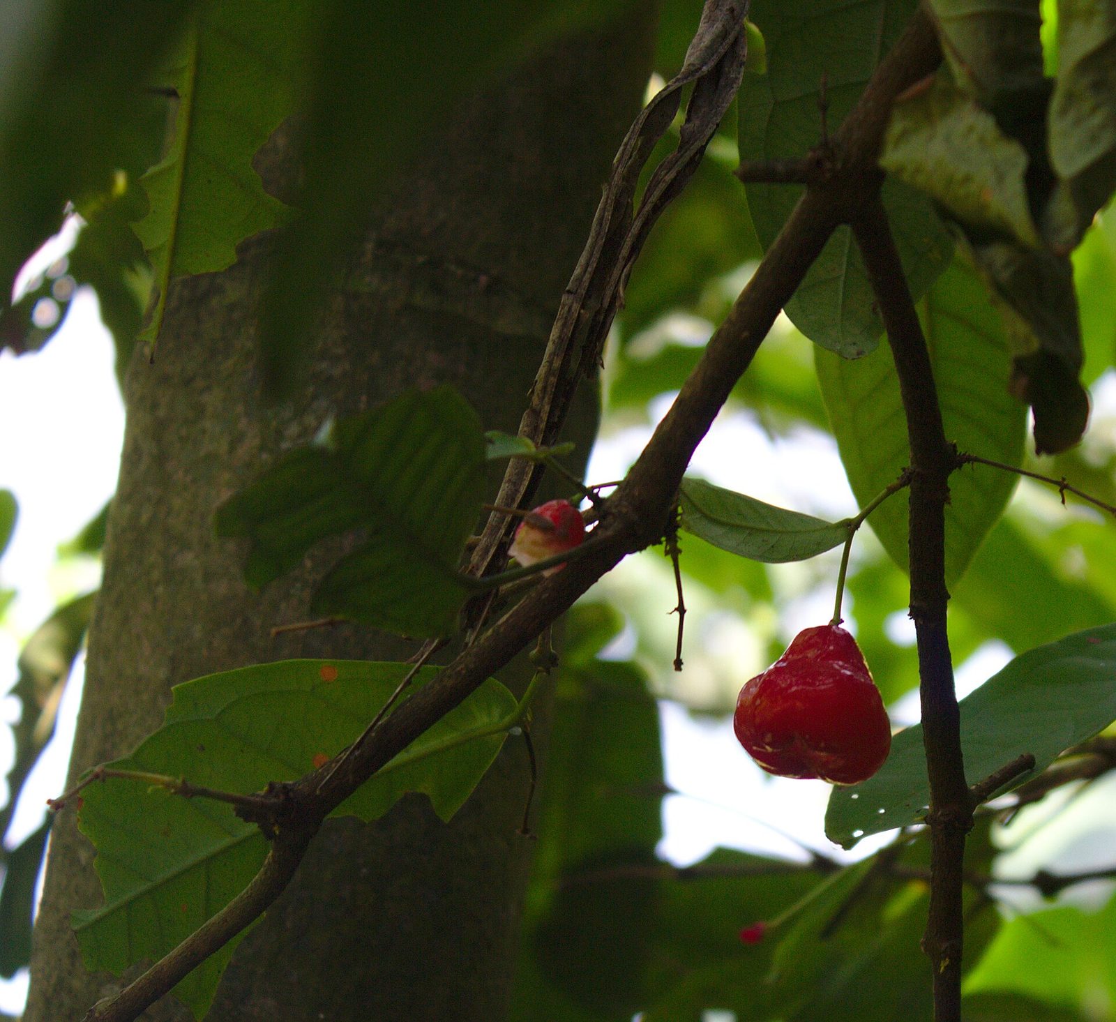 Jambo, planta de Pomelero