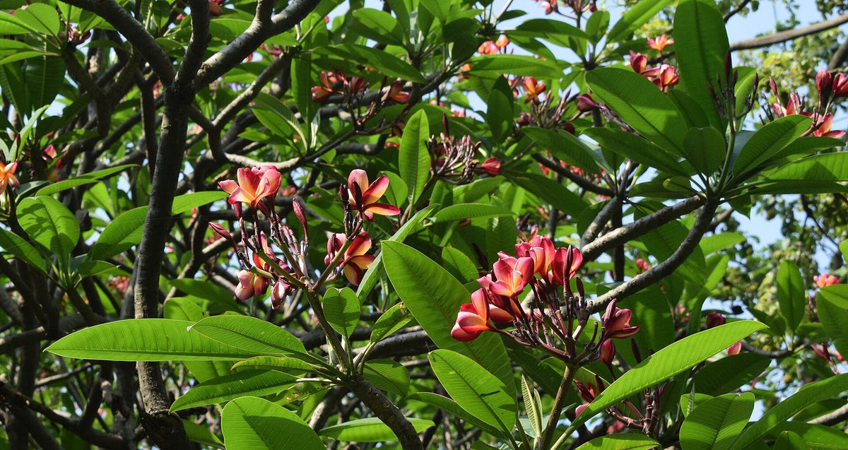 Jazmín Mango, planta de Pomelero