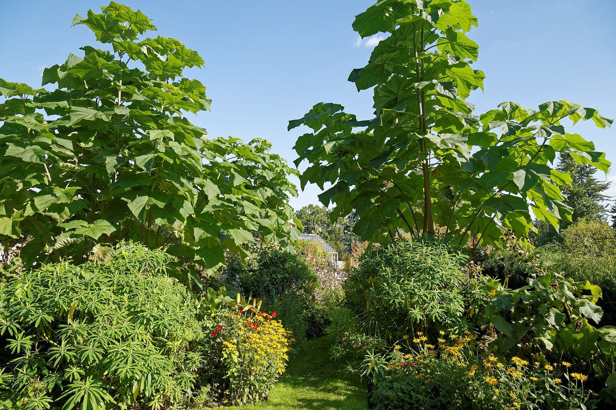 Kiri, planta de Pomelero