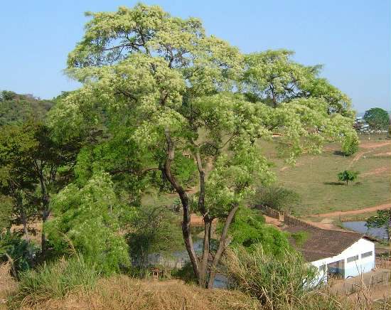 Kurupa'y Kuru, planta de Pomelero