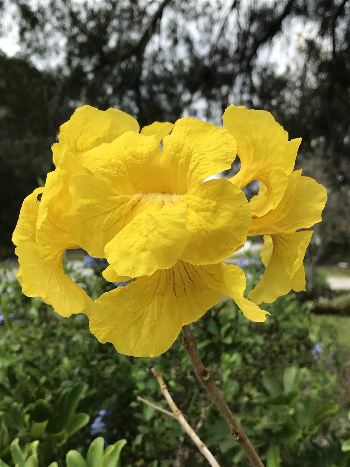 Lapacho Amarillo, planta de Pomelero