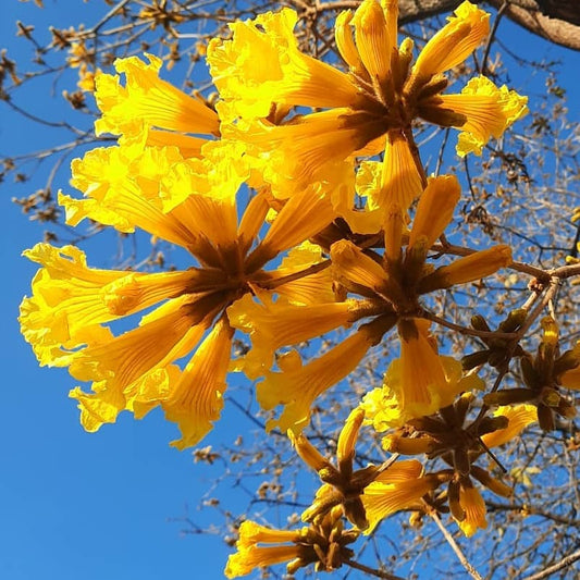 Lapacho Amarillo G