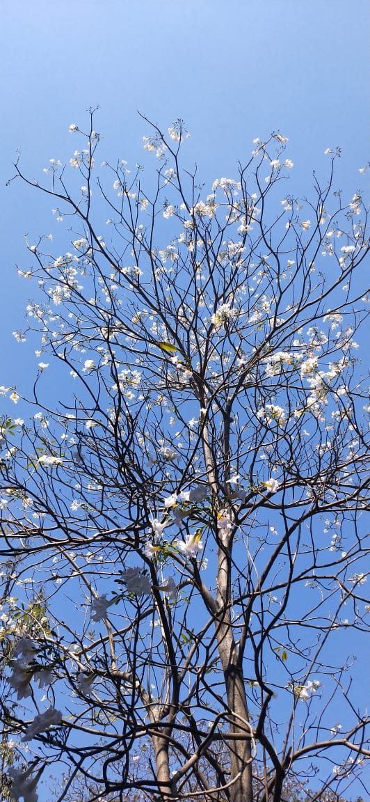 Lapacho Blanco, planta de Pomelero