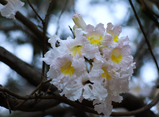 Lapacho Blanco P