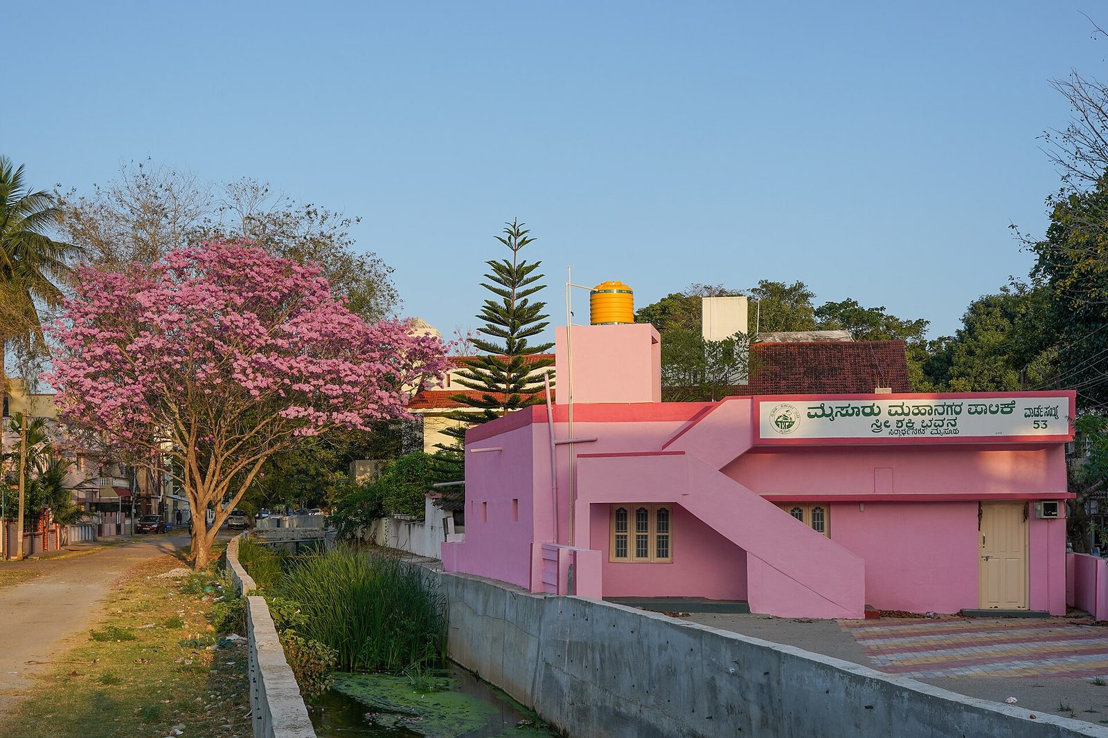 Lapacho Rosado, planta de Pomelero
