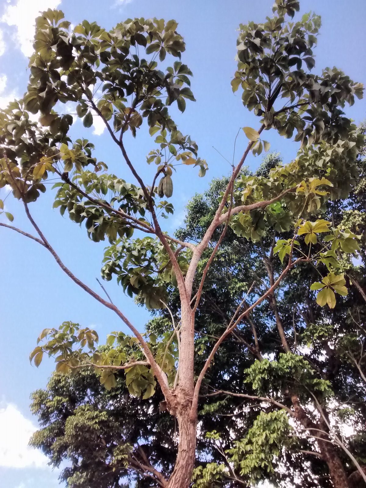Lapacho Verde, planta de Pomelero