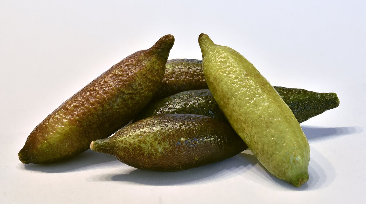 Limon Caviar, planta de Pomelero