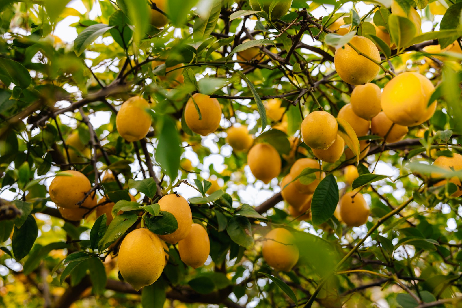 Limón Siciliano, planta de Pomelero