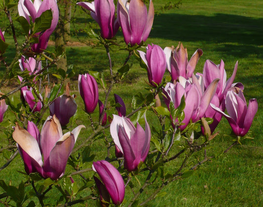 Magnolia Liliflora rosada grande