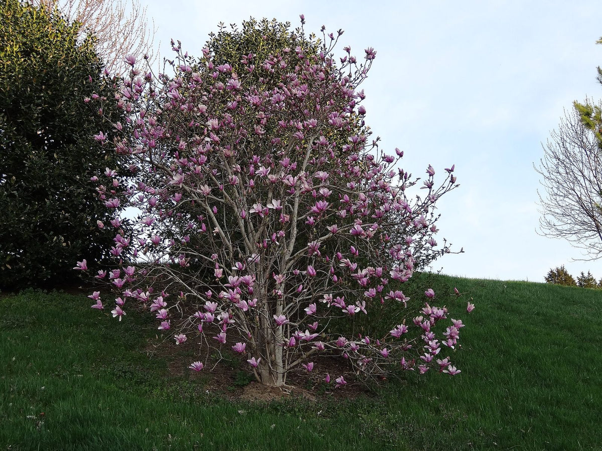 Magnolia Liliiflora, planta de Pomelero