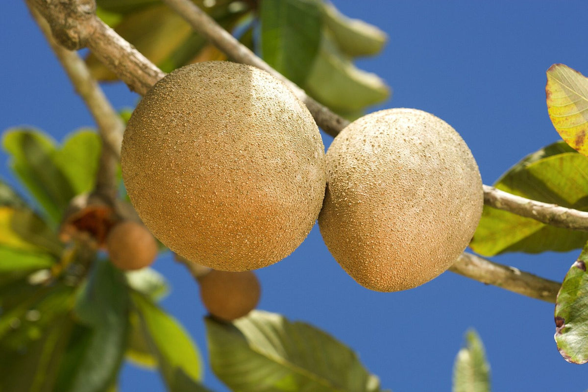 Mamey, planta de Pomelero