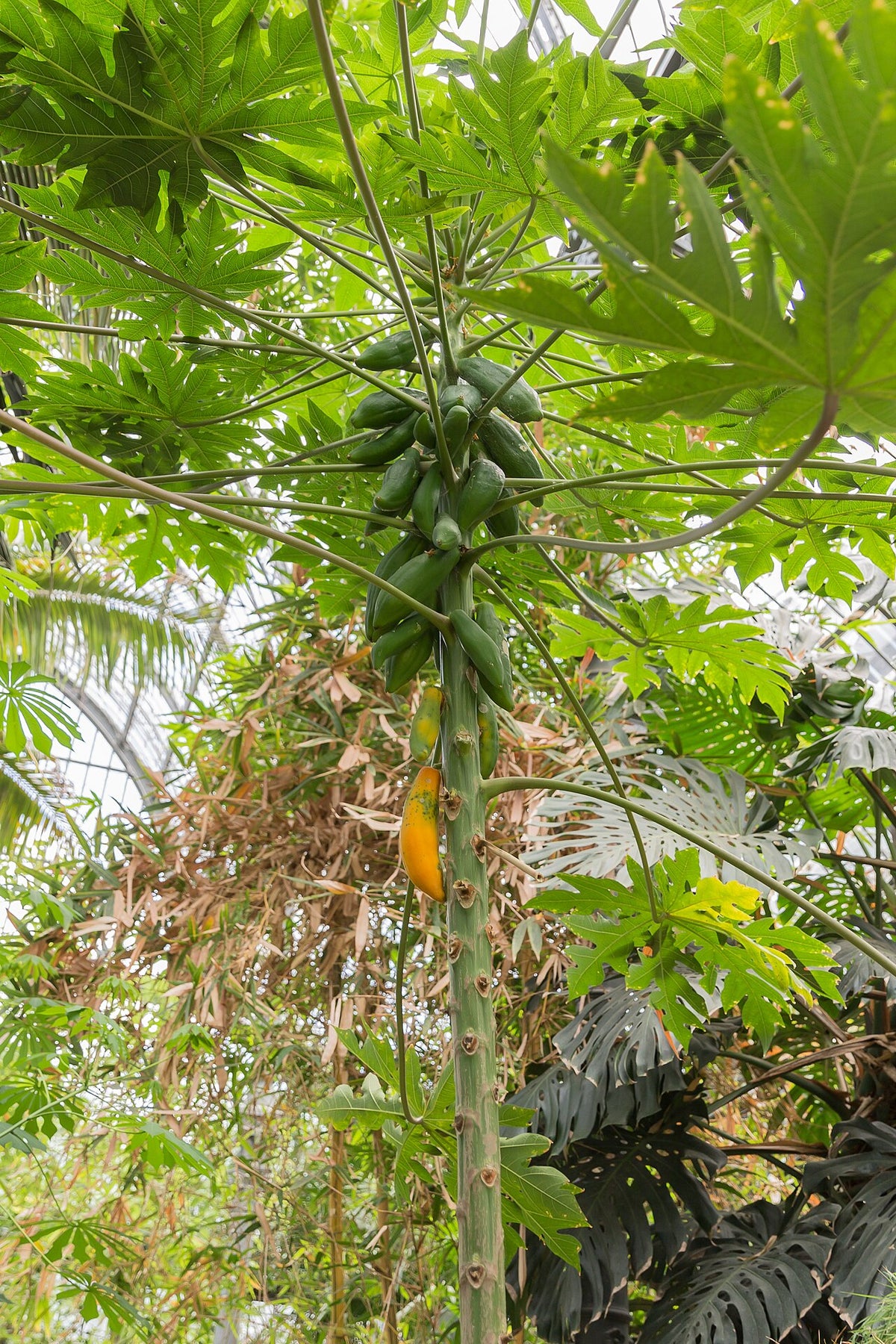 Mamón, planta de Pomelero