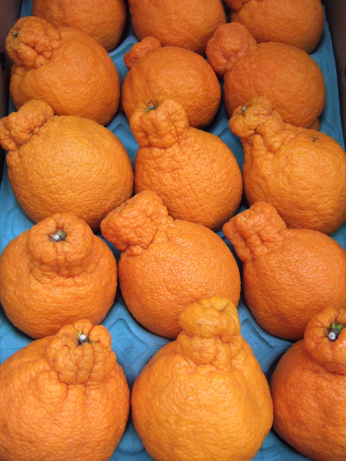 Mandarina Dekopon, planta de Pomelero