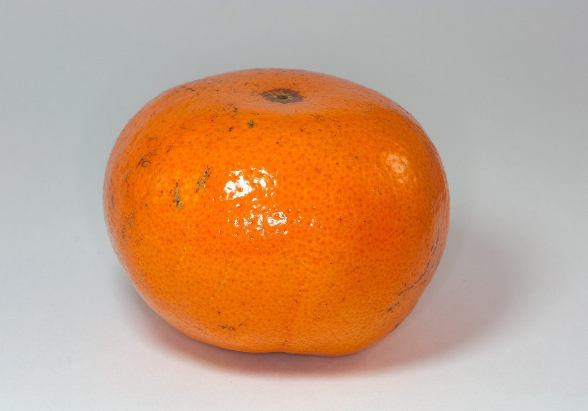 Mandarina Murcott, planta de Pomelero