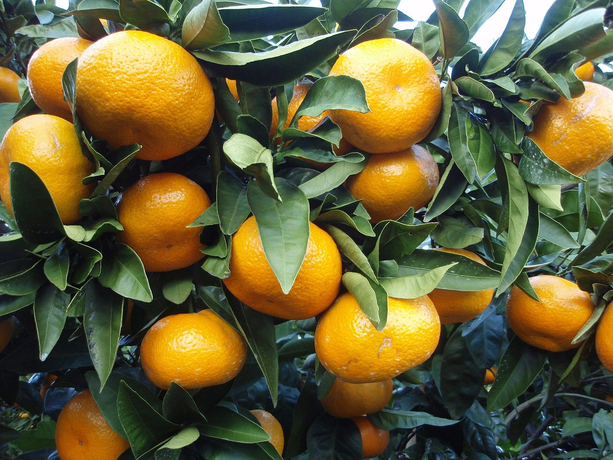 Mandarina Okitsu, planta de Pomelero