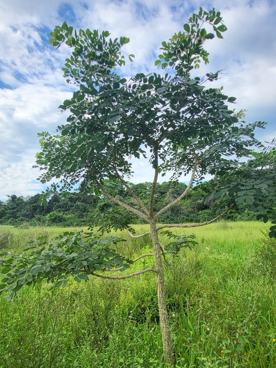 Manduvira, planta de Pomelero