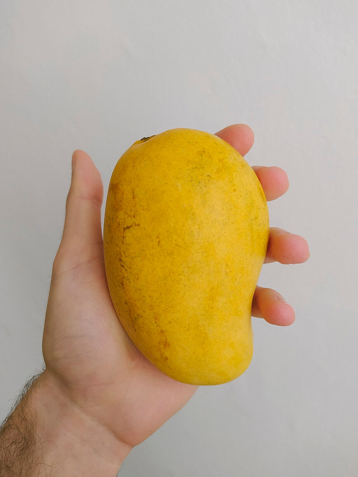 Mango Ataulfo, planta de Pomelero