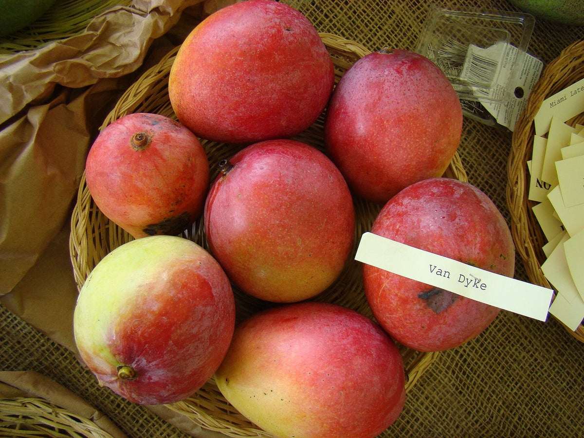 Mango Rosa Van Dyke, planta de Pomelero