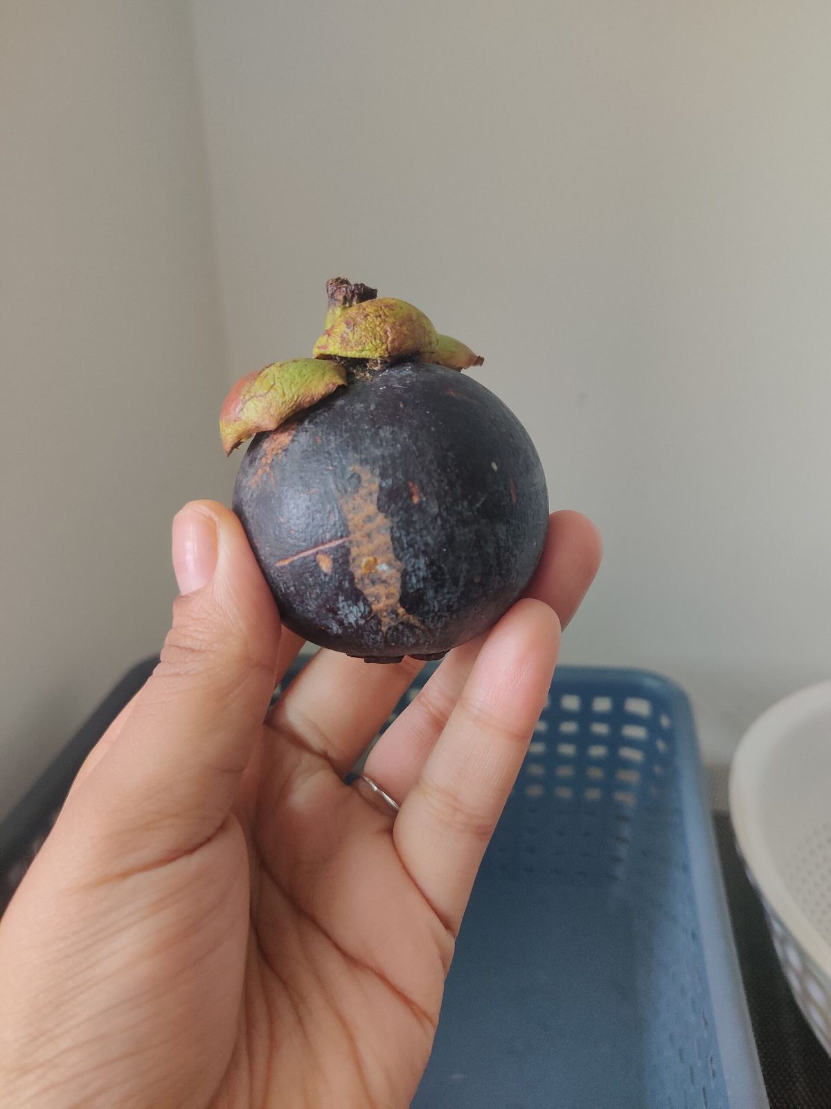 Mangostán, planta de Pomelero