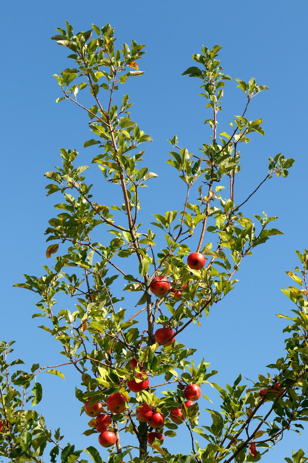 Manzana Eva, planta de Pomelero