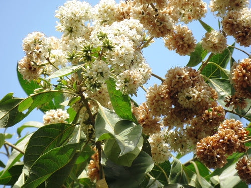 Árbol de Peterevy G