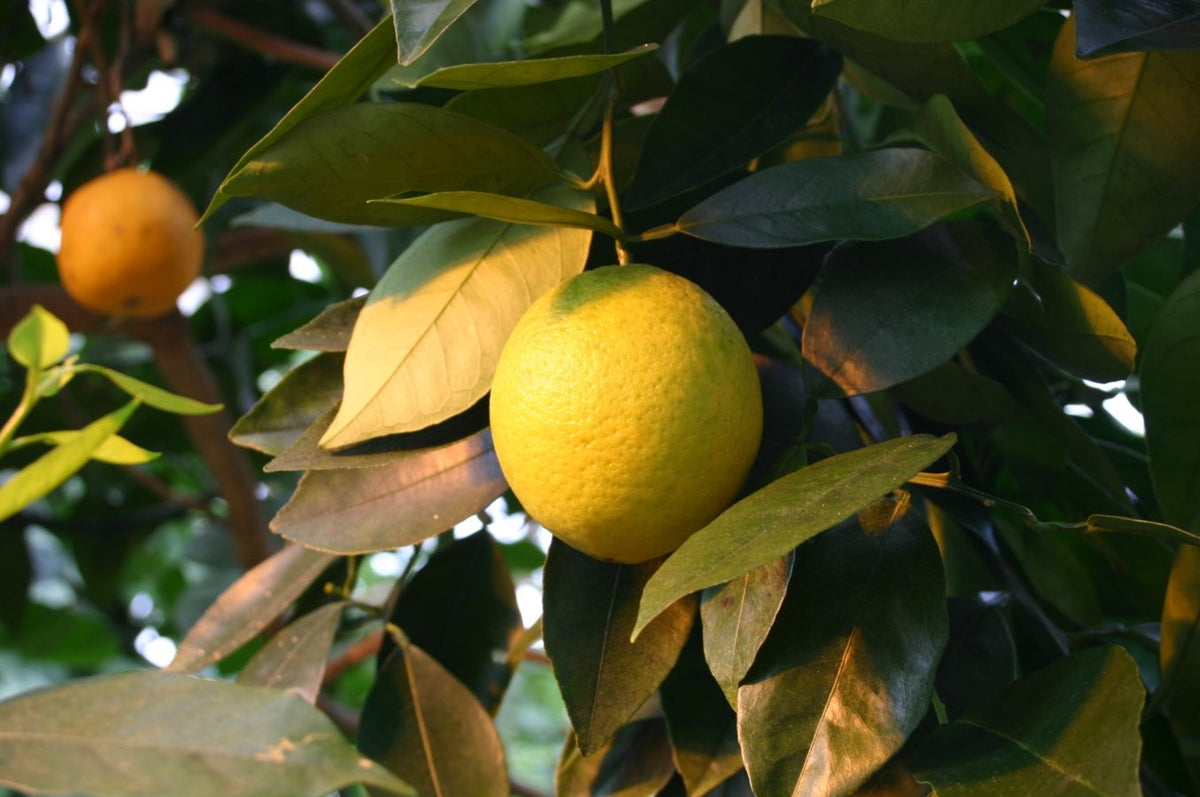 Naranja Bahía, planta de Pomelero