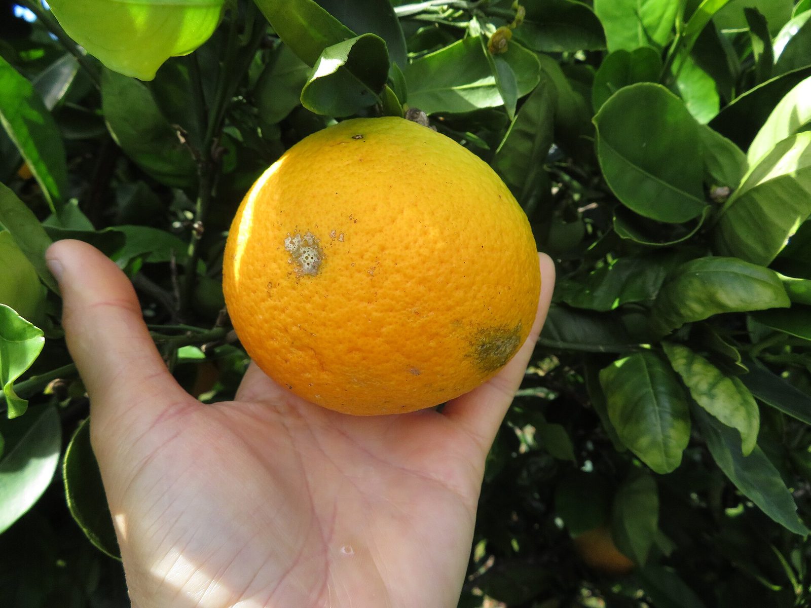 Naranja Cara Cara Sanguínea, planta de Pomelero