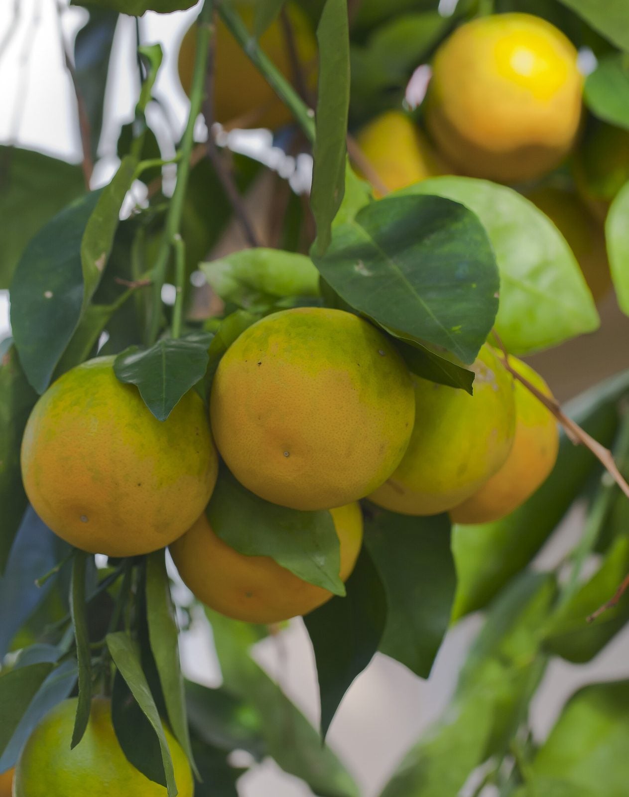 Naranja Champagne, planta de Pomelero