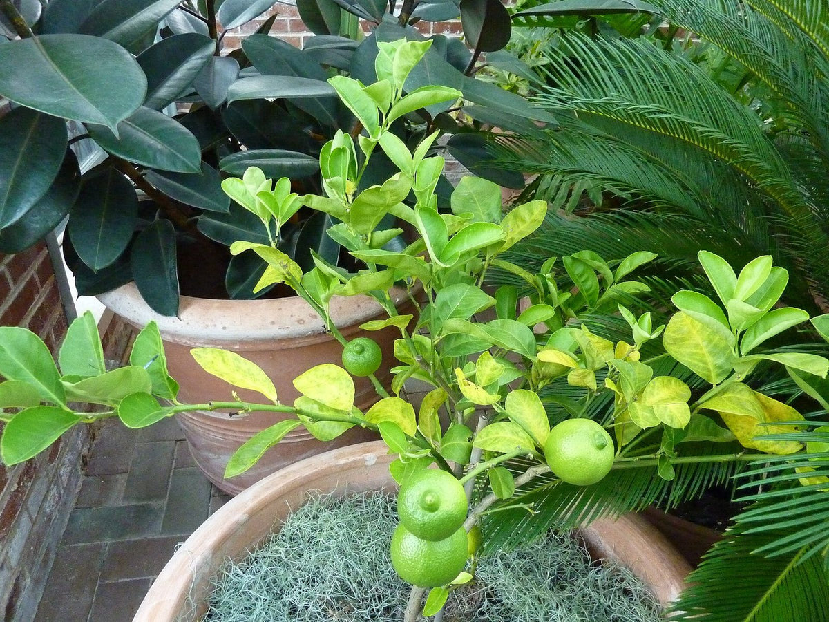 Naranja Lima, planta de Pomelero