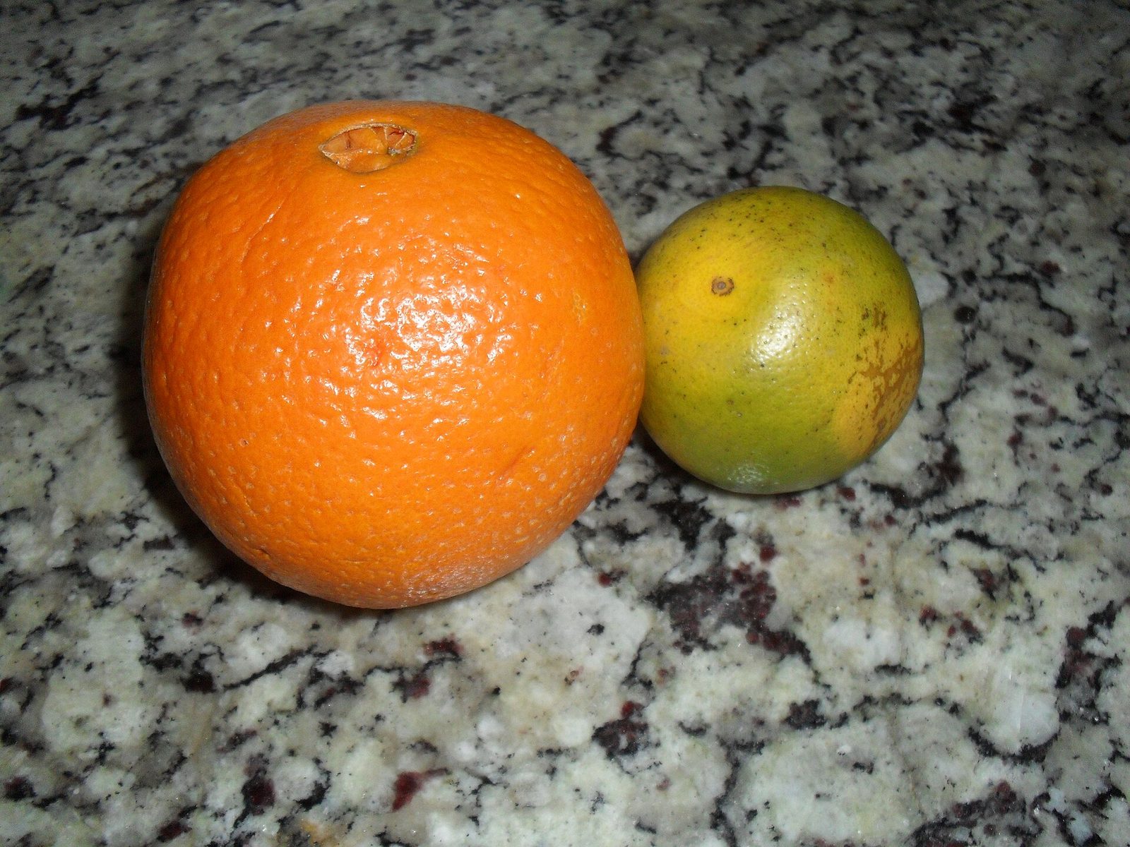 Naranja Navel Late, planta de Pomelero