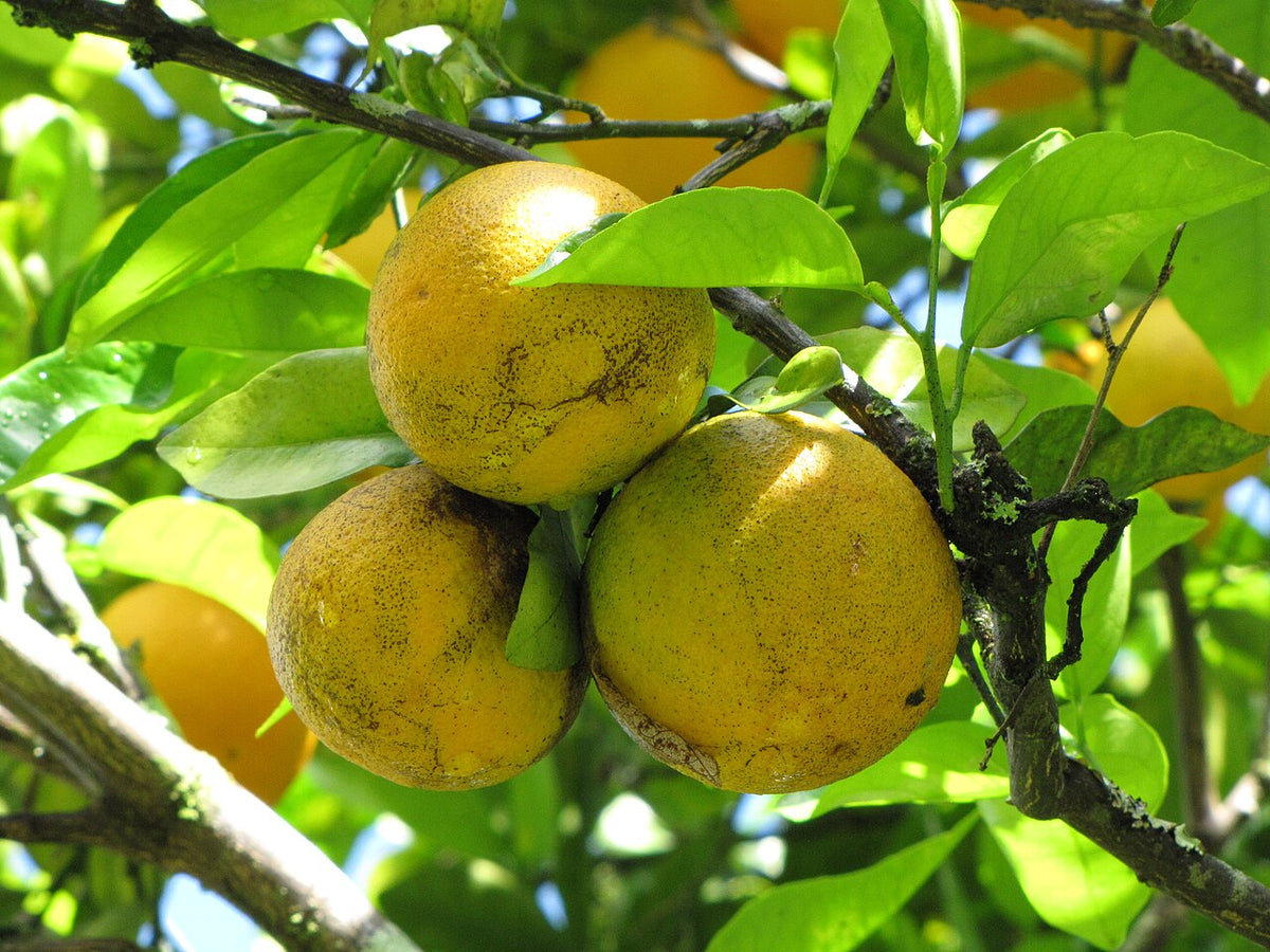 Naranja Valencia, planta de Pomelero