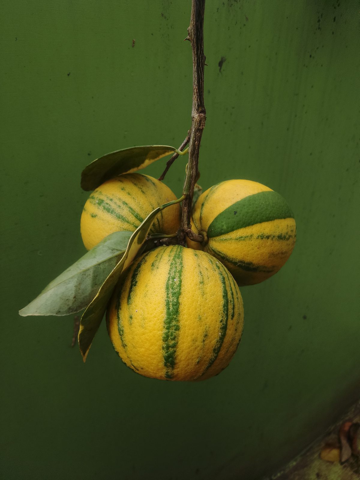 Naranja Variegata, planta de Pomelero
