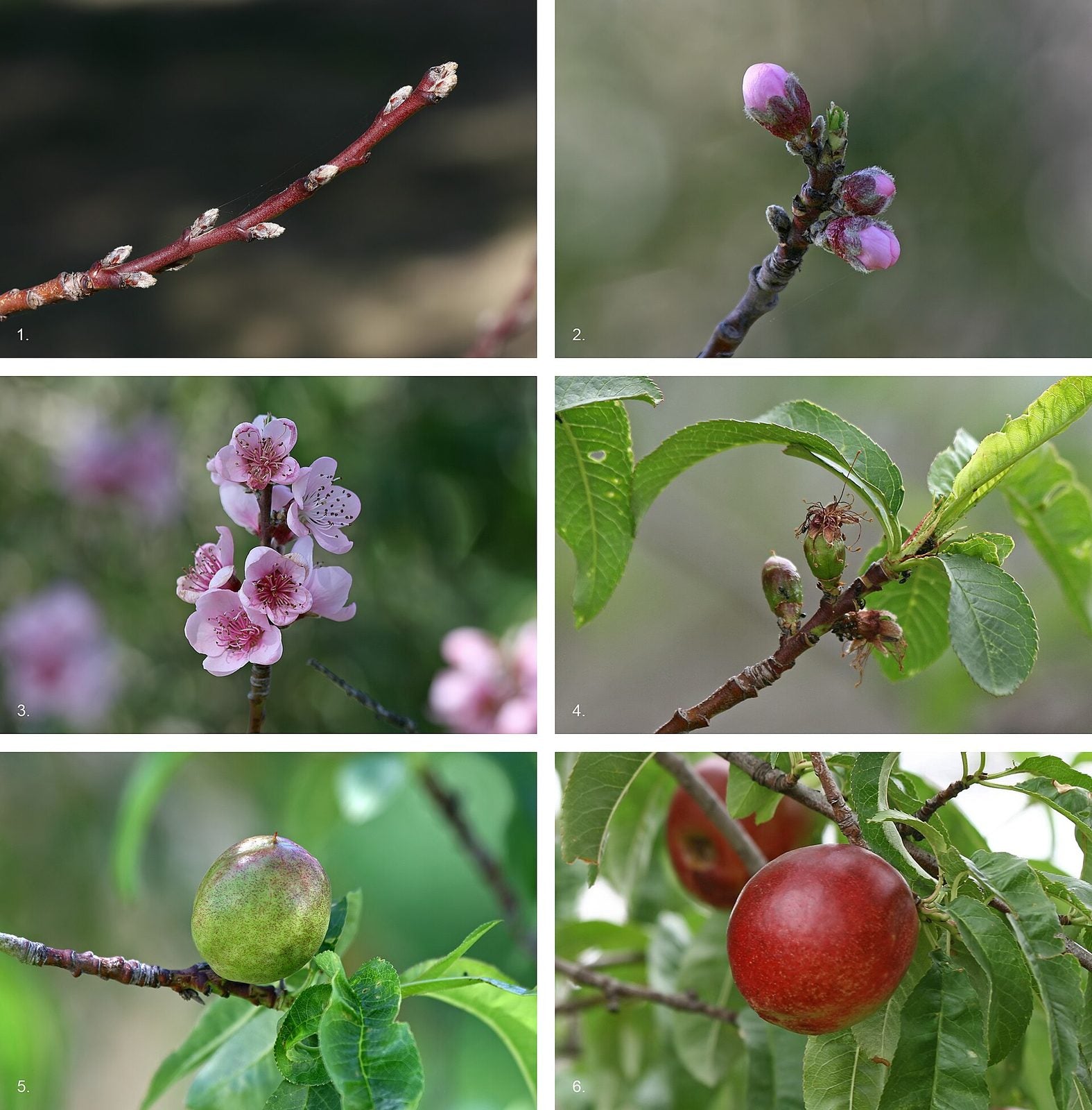 Nectarina, planta de Pomelero