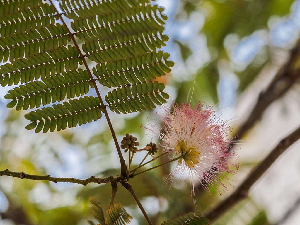 Niño Azote, planta de Pomelero
