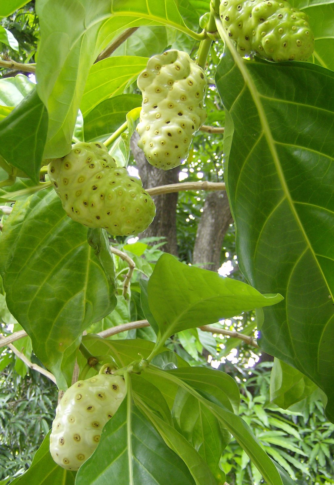 Noni, planta de Pomelero